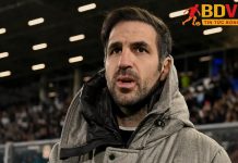 Fabregas chia sẻ thú vị về môi trường làm việc ở Como